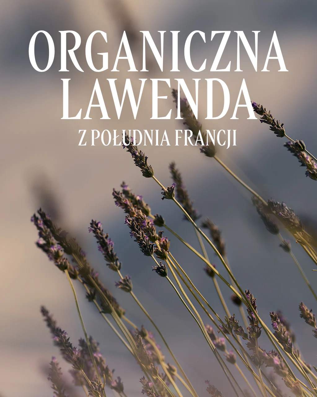 Perfumowany krem do rąk Lavande (Lawenda) - Image 5